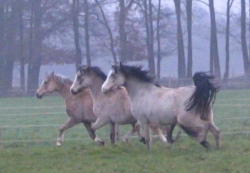 Ponystuten 16.12.2008 048