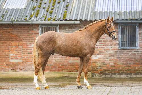 Damaskus-8279
