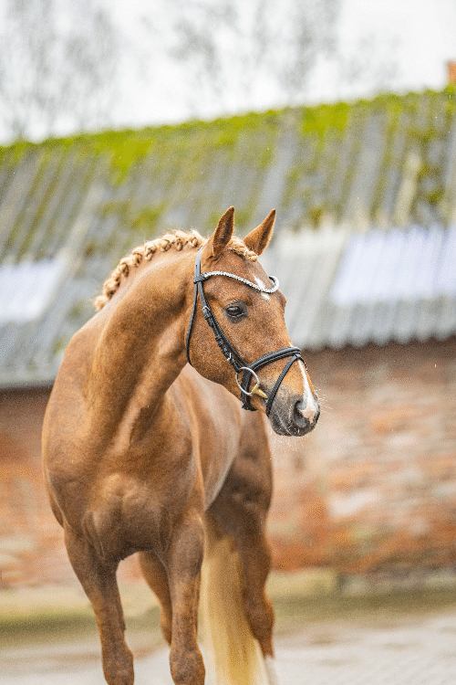 Damaskus-8481